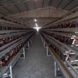 China 4 Tiers Raise More Chickens Automatic A Type Battery Egg Layer Chicken Cages on sale