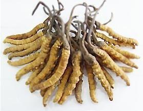 Quality Chinese Cordyceps Sinensis P.E.(C.Sinensis) with 10%~40% Polysaccharides for sale