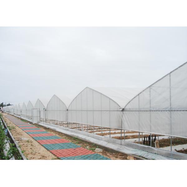 Film Surface Material Multi-Span Agricultural Greenhouses IGreen Greenhouse