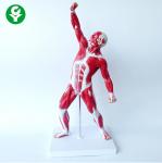 PVC Medical Training Manikins / Human Body Muscle Trauma Simulation Mannequin