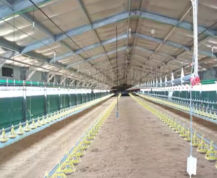 Anti Corrosive Steel Structure Poultry House Galvanized Farm Bird Shed Construction