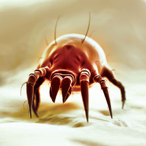 dust mites