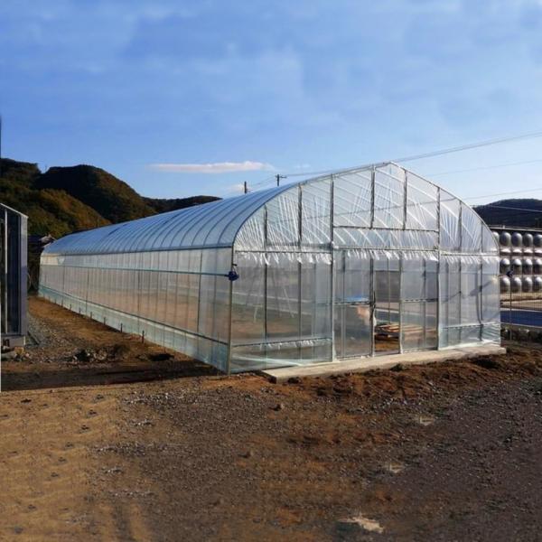 2.5-5M Height Tomato Hydroponic High Tunnel Agriculture Greenhouse with Film Cover