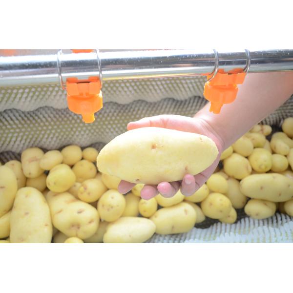 Onion Peeling Machine PLC 2000kg/H Ginger Garlic Skin Peeling Machine