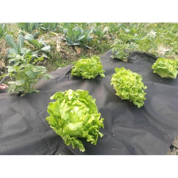 Non Woven Needle Punched Geotextile For Agricultural Packaging Traditional