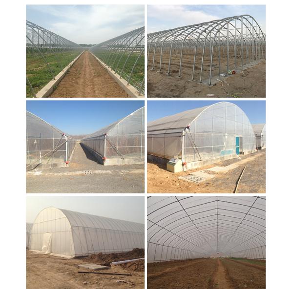 3m High Agricultural Poly Tunnel Greenhouse Transparent Colour Customizable Height