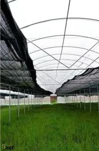 Quality Agricultural Sun Shade Net 1m - 15m Width HDPE Fabric Shade for sale
