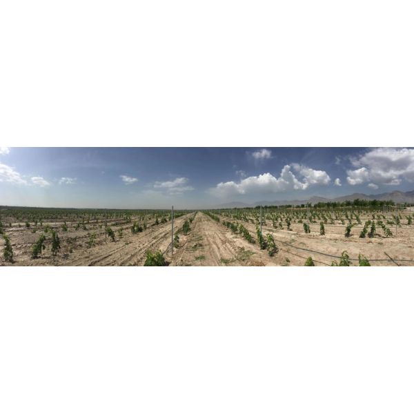 Galvanized Dragon Fruit Metal Post Vineyard Trellis Grape Stake for Orchard