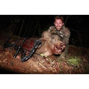 Buy cheap High Accuracy Carbon Hunting Arrows , Carbon Fiber Target Practice Arrows from wholesalers