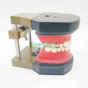 Quality Orthodontic Typodont Dental Teeth Model / Teeth Model for training / Study Teaching Model HST-B11 for sale