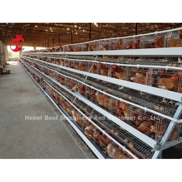 Hot Galvanized Chicken Battery Cage For Poultry Farm Mia
