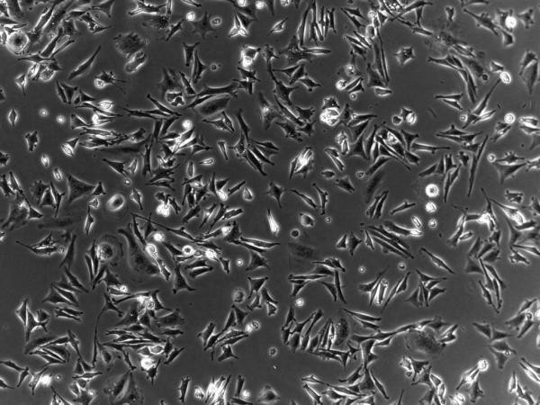 175cm2 TCT Flask Cell Culture Sealed Cell Culture Consumables PS