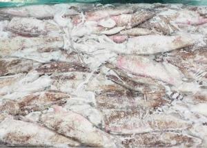 China Frozen Loligo Squid Whole Round on sale