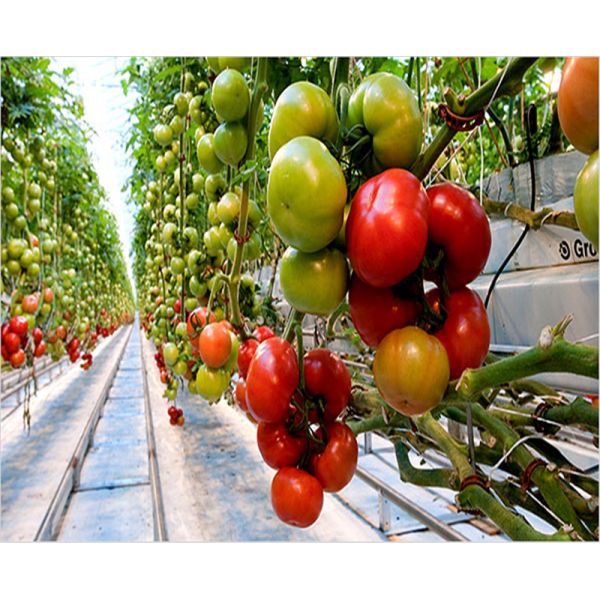 Exhibition Venlo Greenhouse Structure , Polycarbonate Sheet Greenhouse High Output