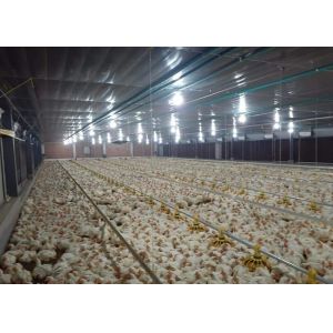 China 14 Grill Broiler Pan Feeding Chicken Farm Equipment 50hz 60hz on sale