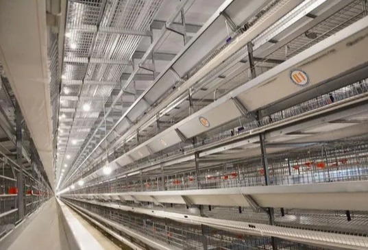 ISO Certified Prefab Poultry House Automatic Manure Removal Feeding System