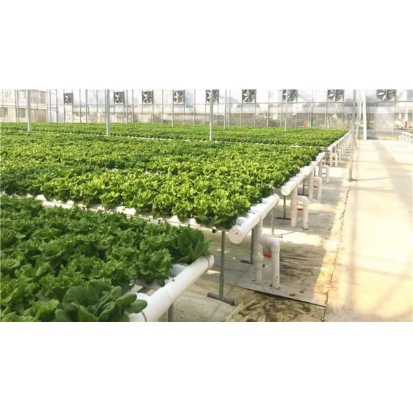 NFT Hydroponic Grow Pipe System For Lettuce And Herbs With Hydroponic NFT Pipe