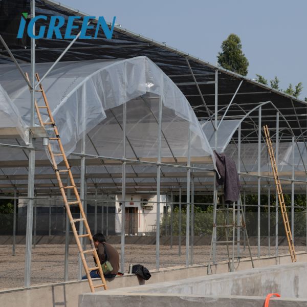 Multi-Span Agricultural Greenhouses Hot Climate Cover with 150/200micron Plastic Film