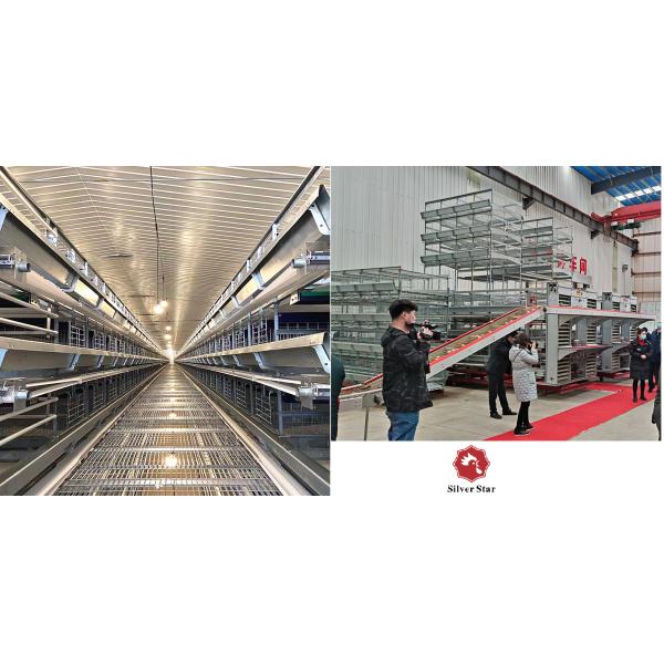 380V 3phase Farm Layer Chicken Cage For Laying Hens SGS Approval
