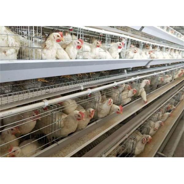 Welded Layer Chicken Cage 128 Birds 4 Doors 4 Tier Chicken Cage Q235 For Poultry