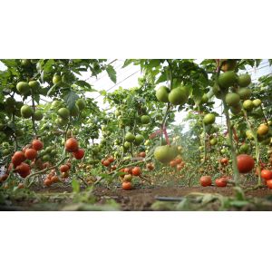Film Covered Single Span Agricultural Greenhouse For Hydroponic Crop Cultivation