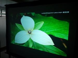 Quality Fabric / Flexible Projection Screens Rear Grey Custom Size 50m Length for sale