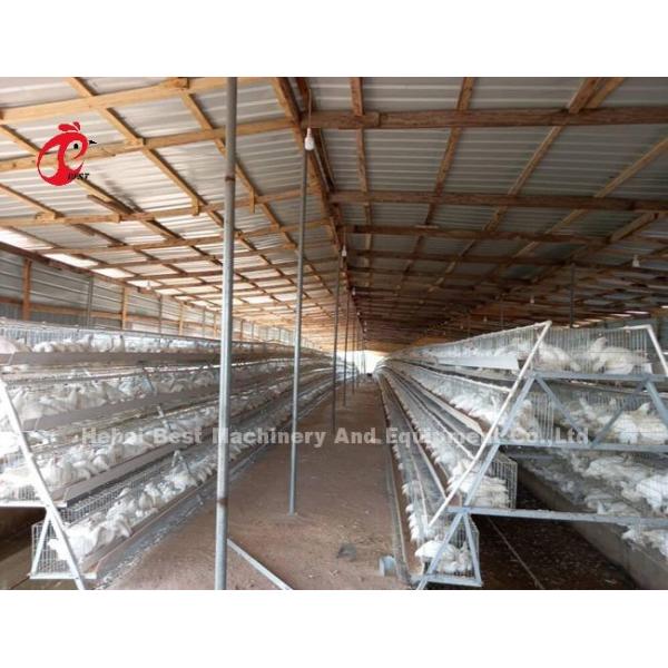 3 Tier Or 4 Tier Poultry Battery Cage System For Layers Iris