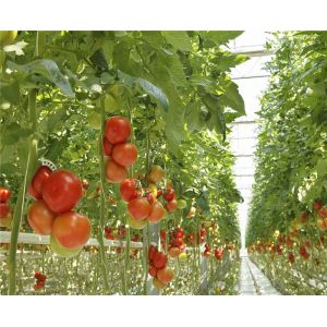 Quality Exhibition Venlo Greenhouse Structure , Polycarbonate Sheet Greenhouse High Output for sale