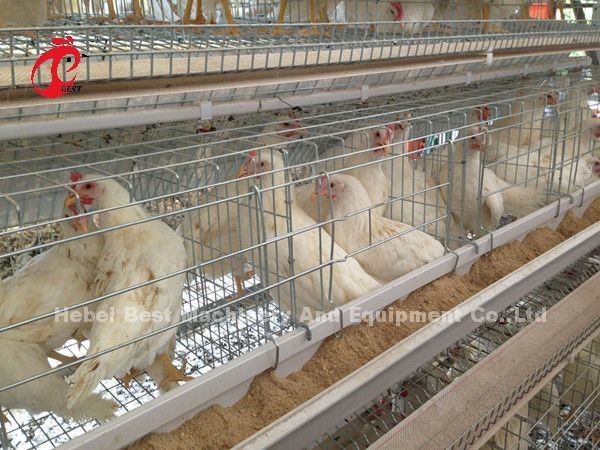 Automatic Poultry Battery Cage System Coated Wire With Long Lifespan Nigeria Sandy