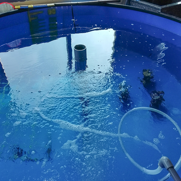 Galvanized Steel Pipe Circular RAS Fish Tank 10 Meter Fresh Water Automatic Feeding