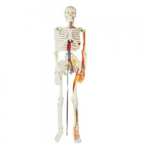 Quality Teaching Model with Chromatic  Vessels Nerves Skeleton Model with Stand Anatomy 85 cm Human Skeleton Model for sale