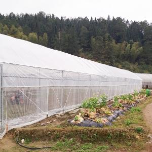 Quality Economical Multi Span Greenhouse For Pepper Farming Rainwater Collection for sale