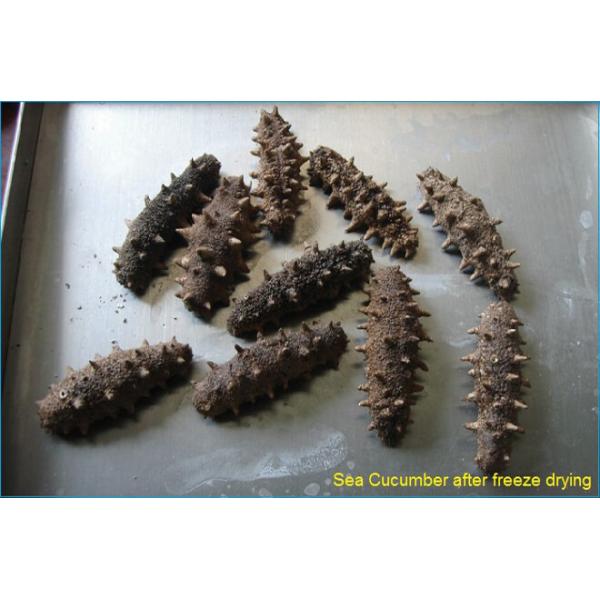 sea cucumber freeze drying