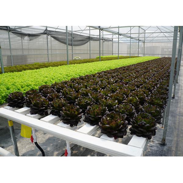Customize Outdoor Multi Span Greenhouse Anti Corrision With Sawtooth Shaped Windows