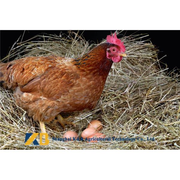 OEM Healthy Fish Meal Animal Feed Can Make Animals Healthy And Stronger