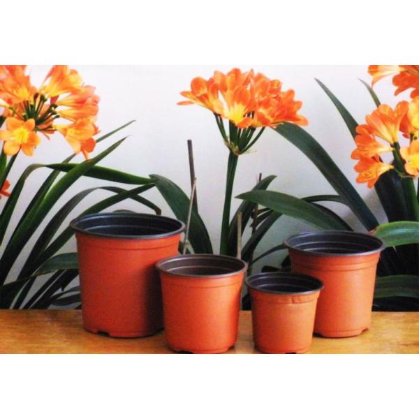 plant growing trays Seed grow tray 50,72,128,200,288 Cells HIPS Plastic Gardening Seed Germination Tray with great price