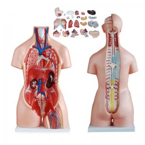 China Medical Education 85cm Torso Anatomy Model With 23 Parts on sale