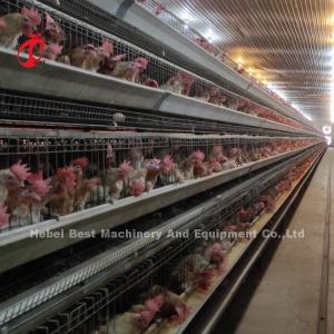 China 96 Birds Poultry Battery Cage System Broiler Automatic Egg Hens A Type Rose on sale