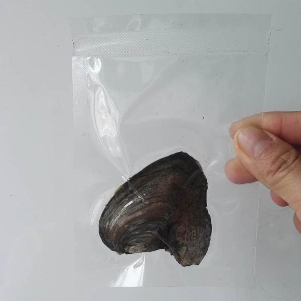 Wholesale Vacuum-packed 7-8mm A grade rice shape freshwater pearl oyster white natural Pearl Oyster