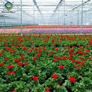 Flower Growing Steel Frame Greenhouse Wind Resistance Large Glass Greenhouse