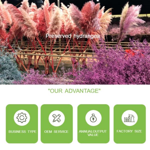 Natural Green Preserved Eucalyptus Leaves Real Touch Feel & Eco Friendly