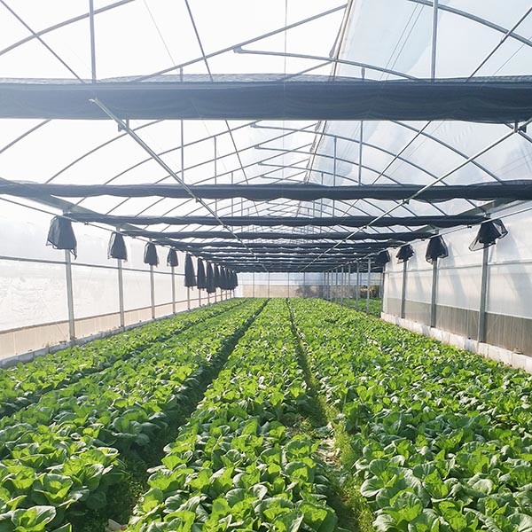 Custom Growers Solution Commercial Polytunnel Plastic Greenhouse For Island Countries