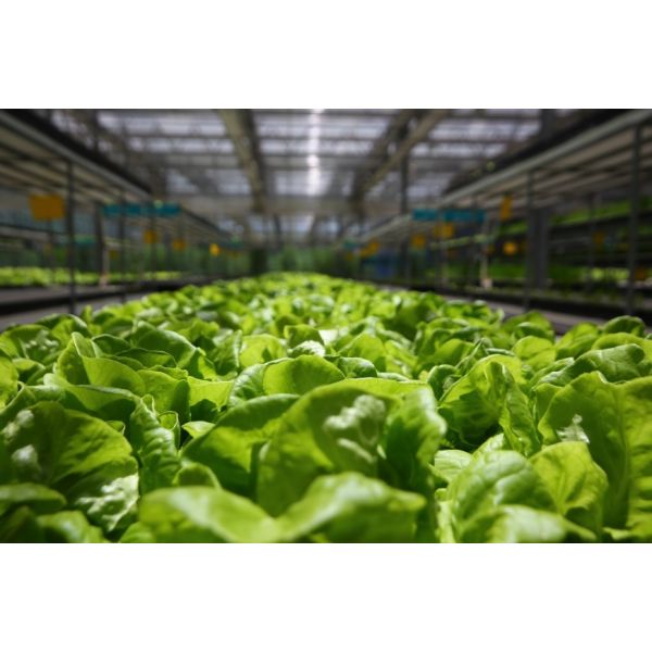 Outdoor Greenhouse 330W IP65 Greenhouse LED Grow Lights