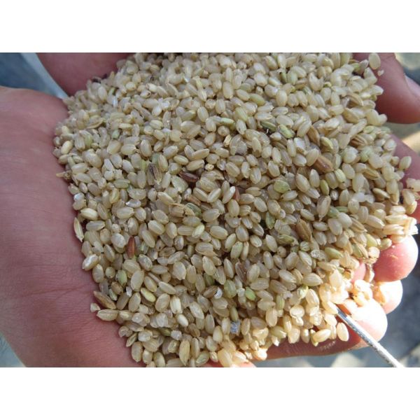 Manufacturing Plant Rice Hulling Machinery with 3000-3500kg/h Capacity and Low Noise