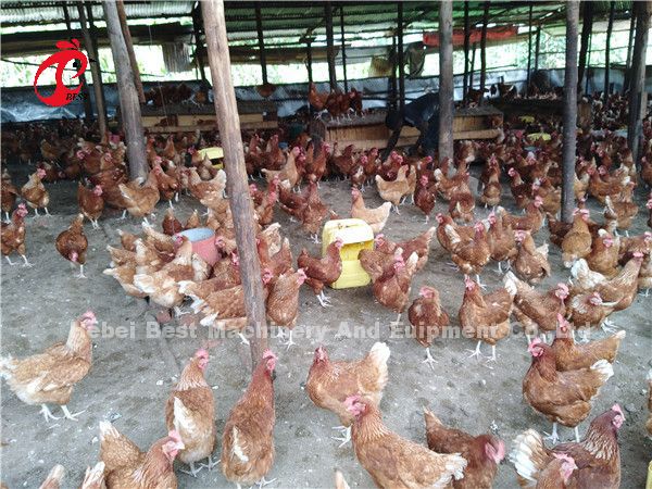 Save Area Poultry Farming Cage System , 3 Tiers Commercial Chicken Cages Ada