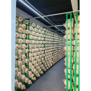 Insulation Board Mushroom Grow Room 20ft High Capacity Mushroom Growing