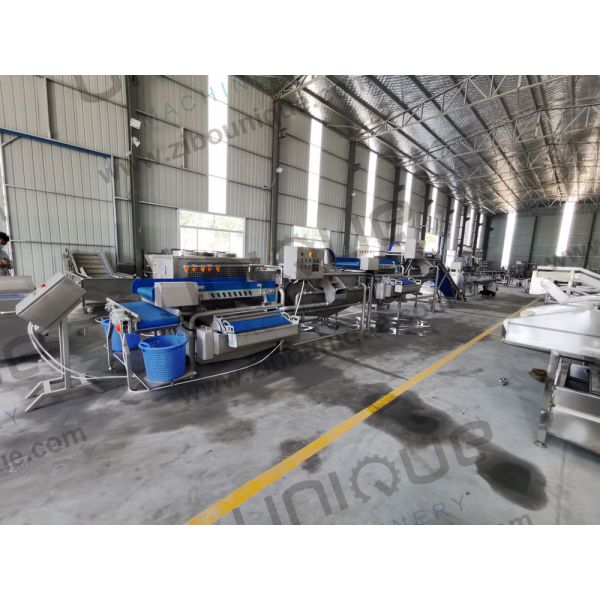 Vegetable Washing Machine 2200 KG for Leafy Greens Cutter and Commercial Fruit Salad