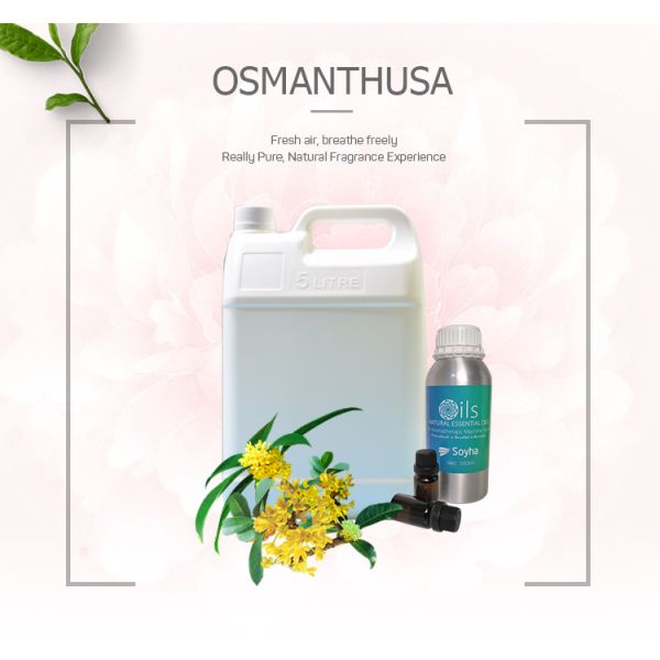 Pure Osmanthus Fragrance Air Freshener Flower Essential Oil For Fragrance Diffuser HVAC
