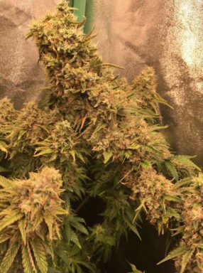 2X4 Sq Ft Quantum Board LED 240W LM301H Meanwell Driver 2.60 umol/J