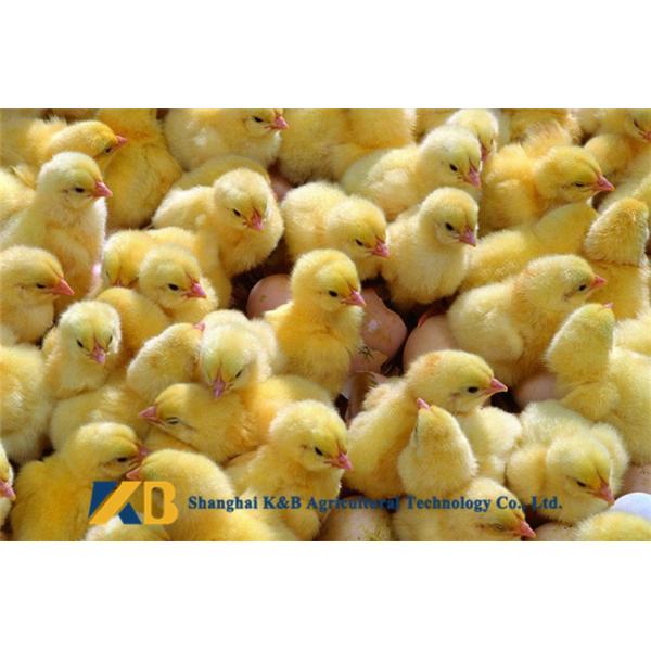 Non GMO Dried Fish Powder Long Expiry Date Easy Decompose And Absorb